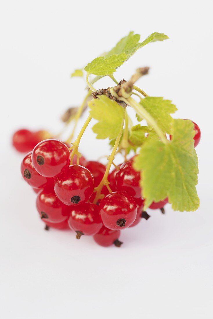 Rote Johannisbeeren mit Blättern