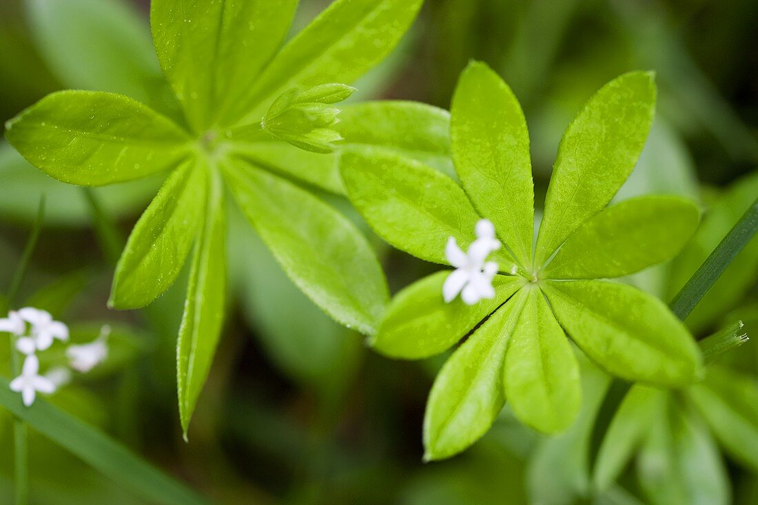 Frischer Waldmeister mit Blüten