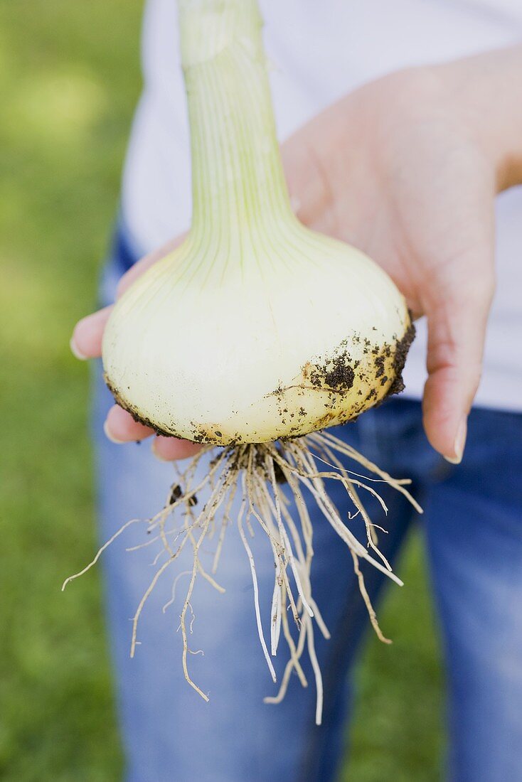 A woman holding a large onion