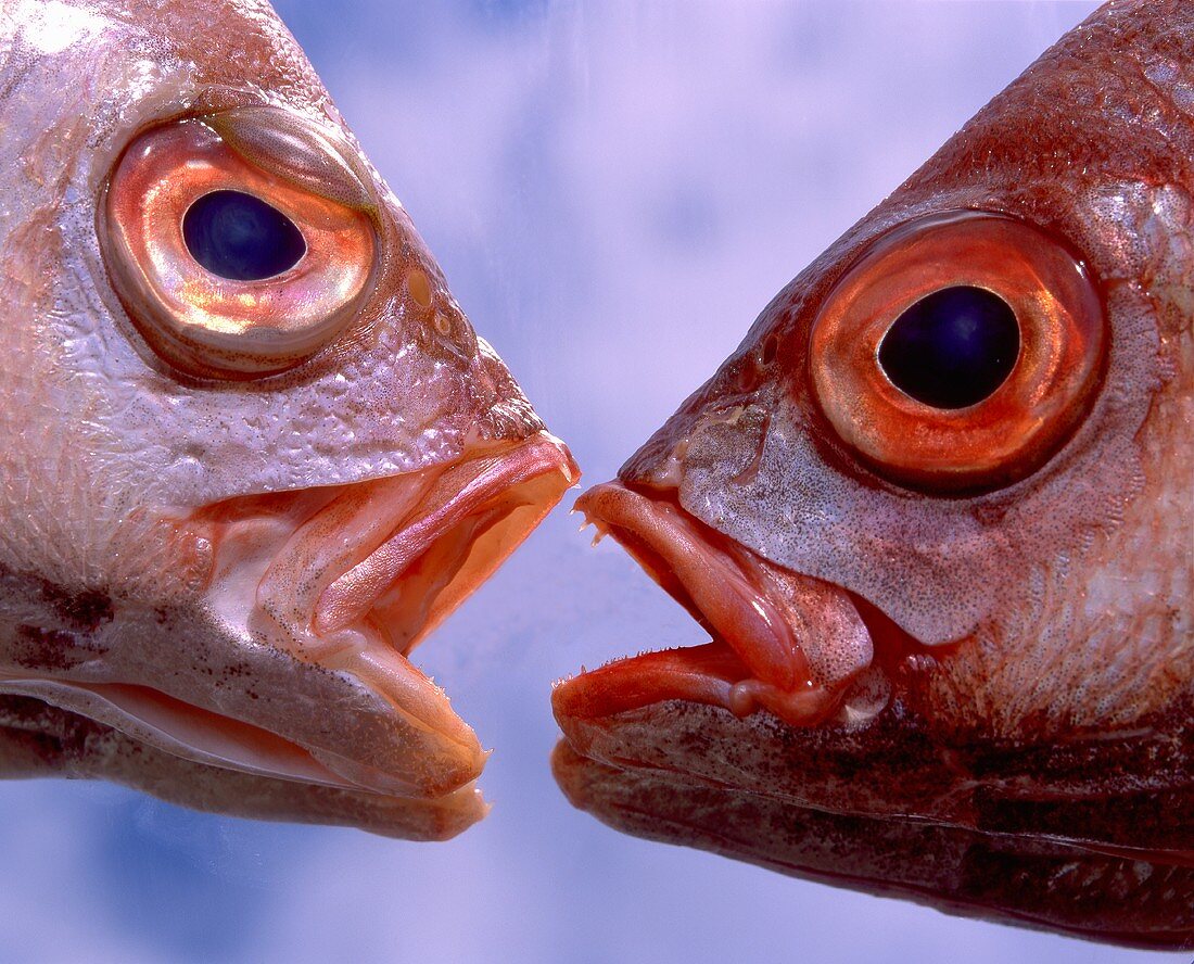 Two fish heads