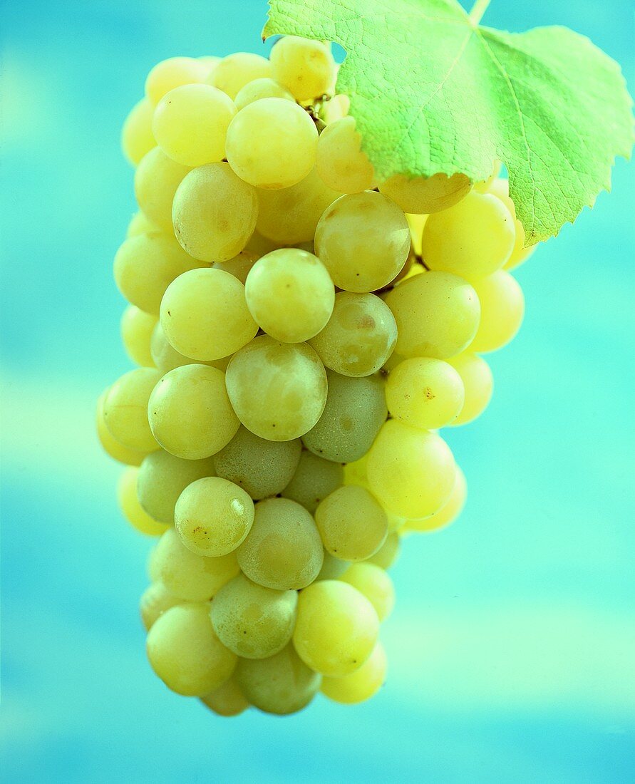 Green grapes with leaf