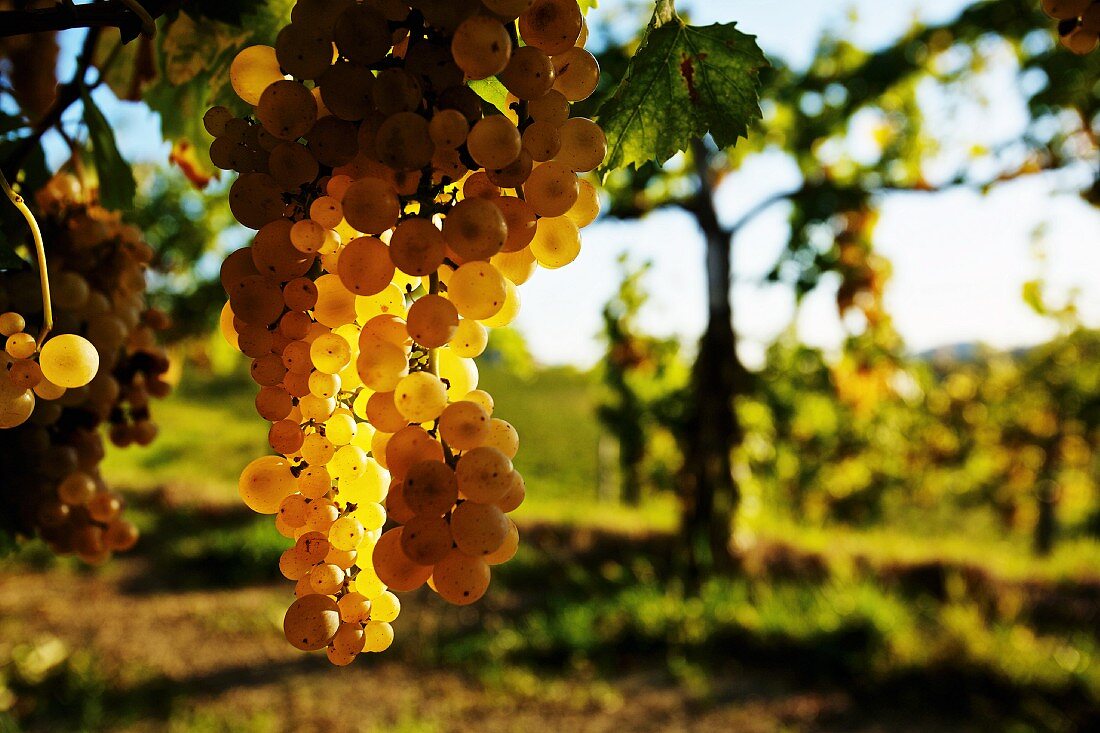 Ribolla gialla grapes, Solvenia