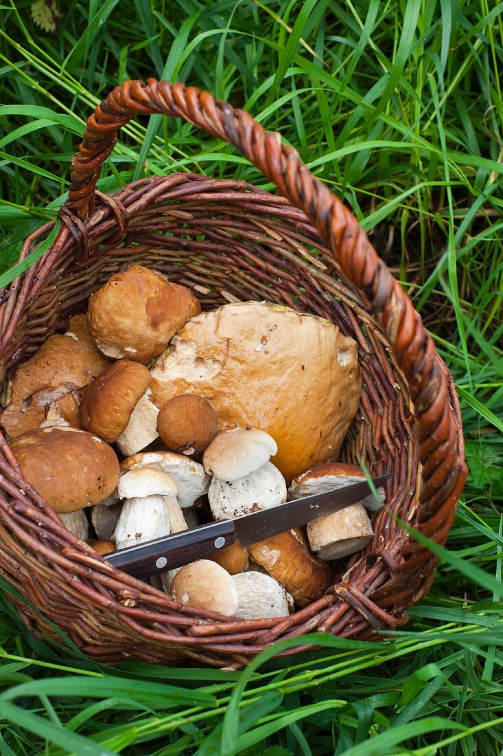 Freshly picked porcini mushrooms in a basket in a field