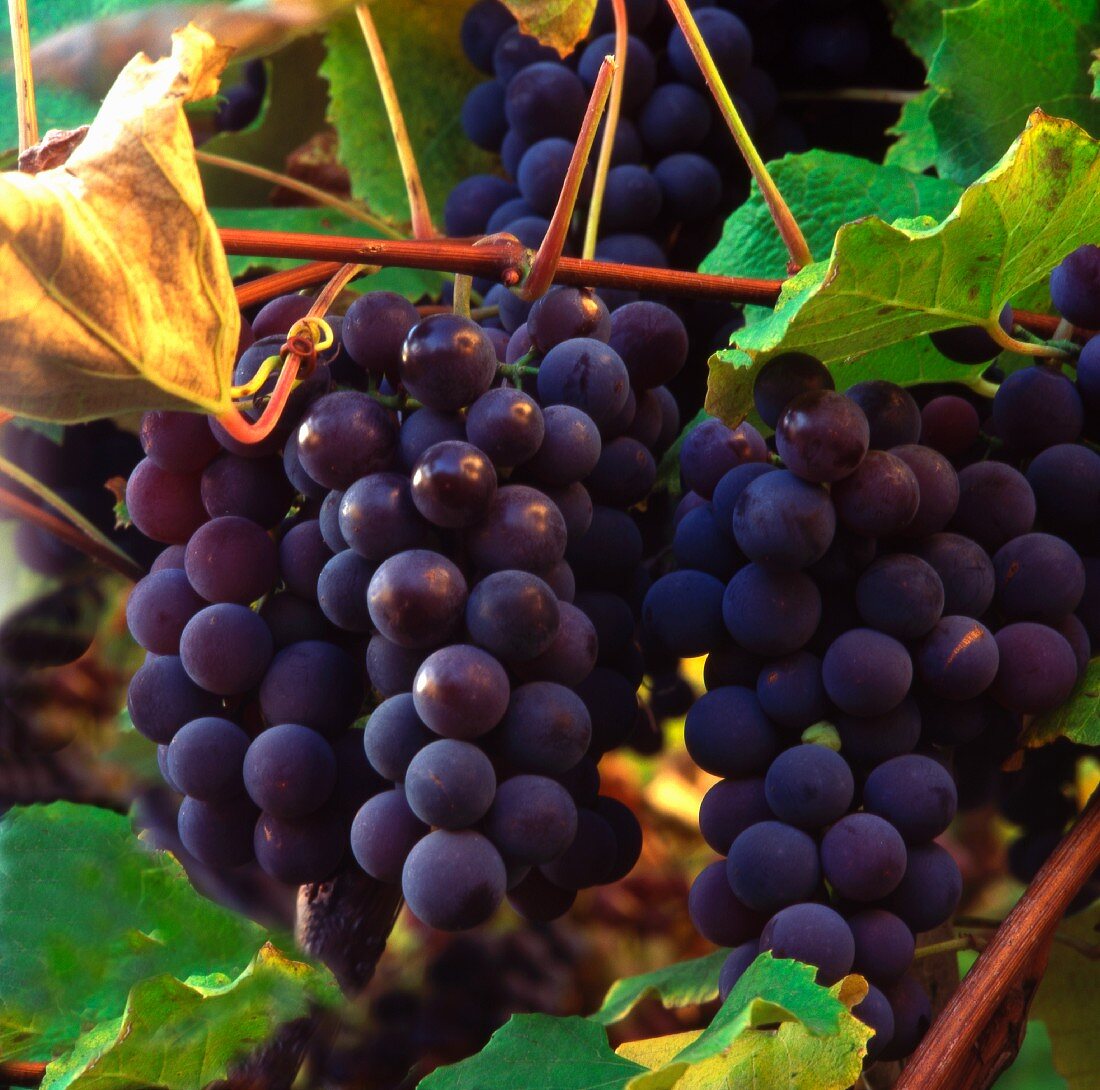 Red grapes