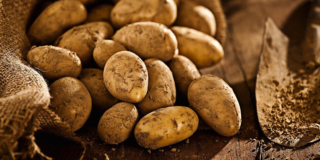 Fresh potatoes, gunnysack and shovel