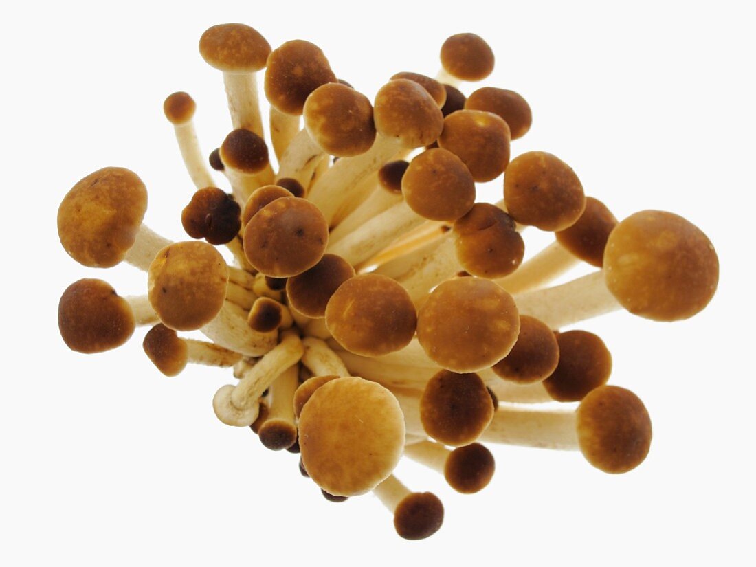 Velvet mushrooms