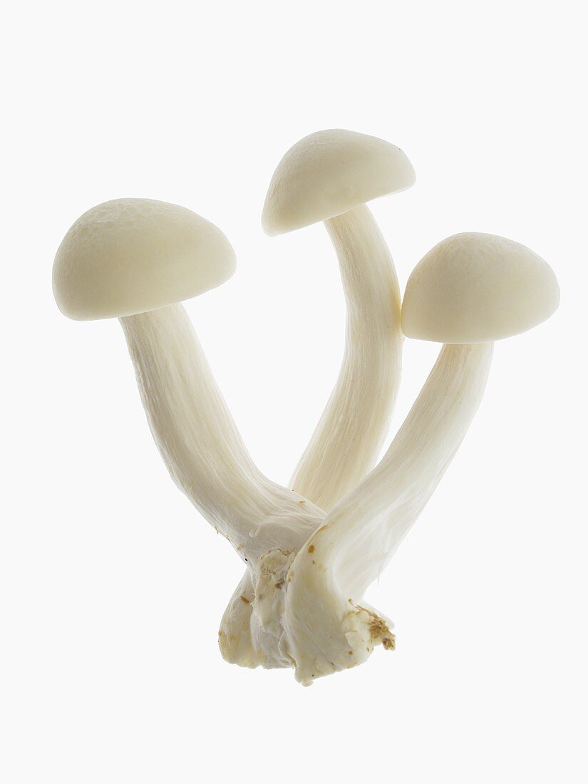 White shimeji mushrooms