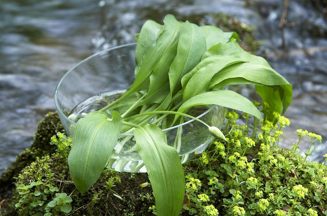 Frischer Bärlauch in einer Schale mit Wasser