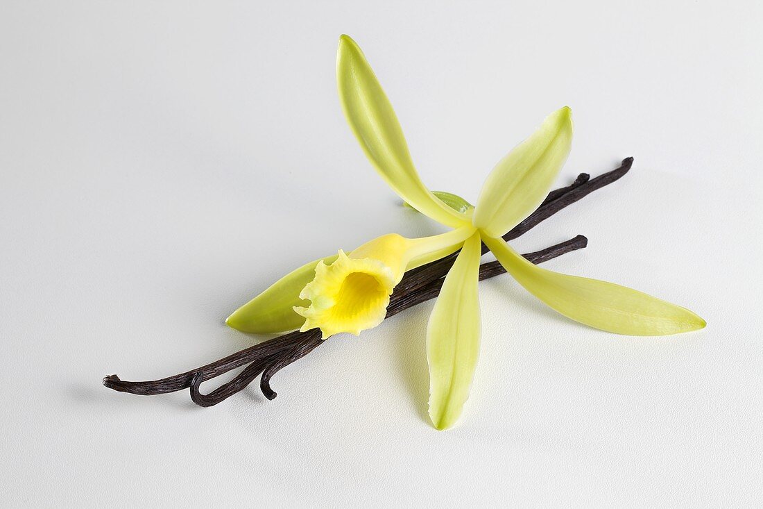 Vanilla blossom with vanilla pods