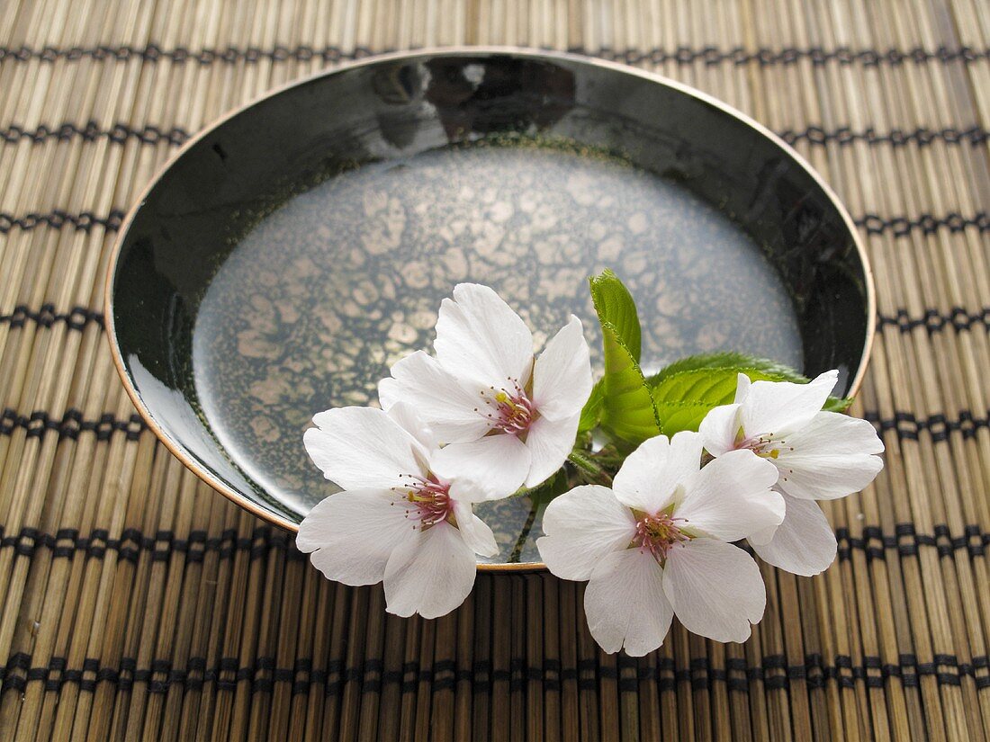 Cherry blossom in a bowl of water