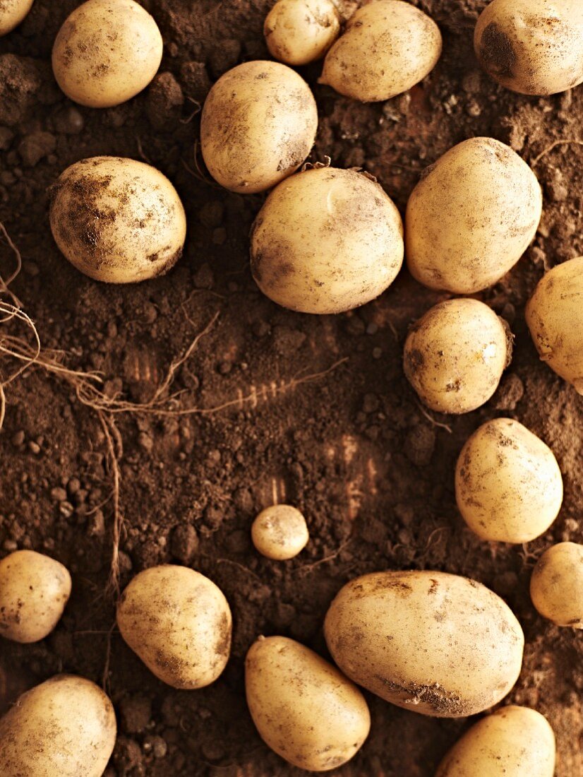 Neue Kartoffeln auf Erde liegend