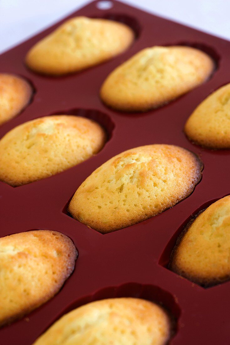 Madeleines in der Backform