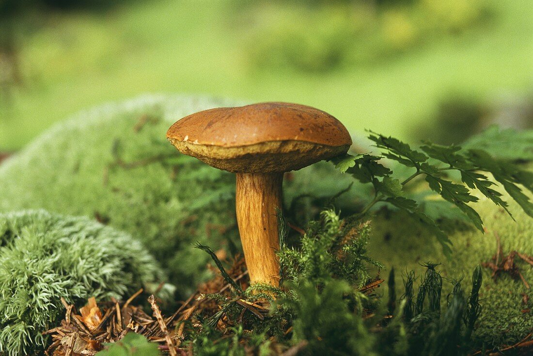 Steinpilz in der Wiese