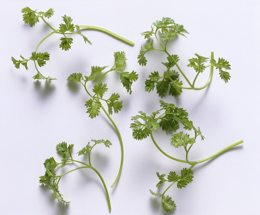 Chervil