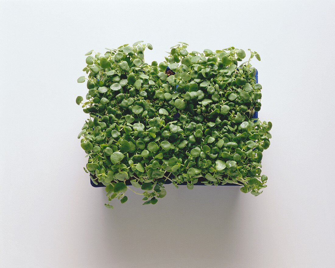 Fresh cress in a box