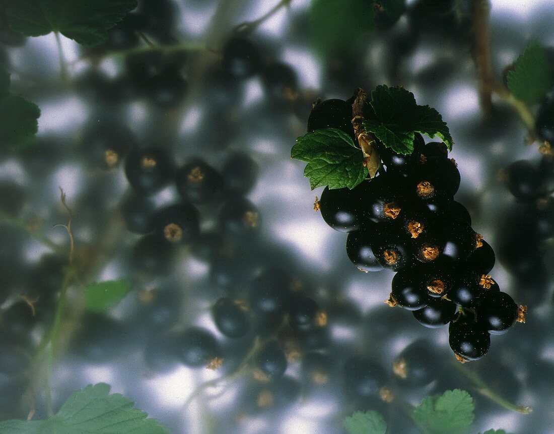 Schwarze Johannisbeeren