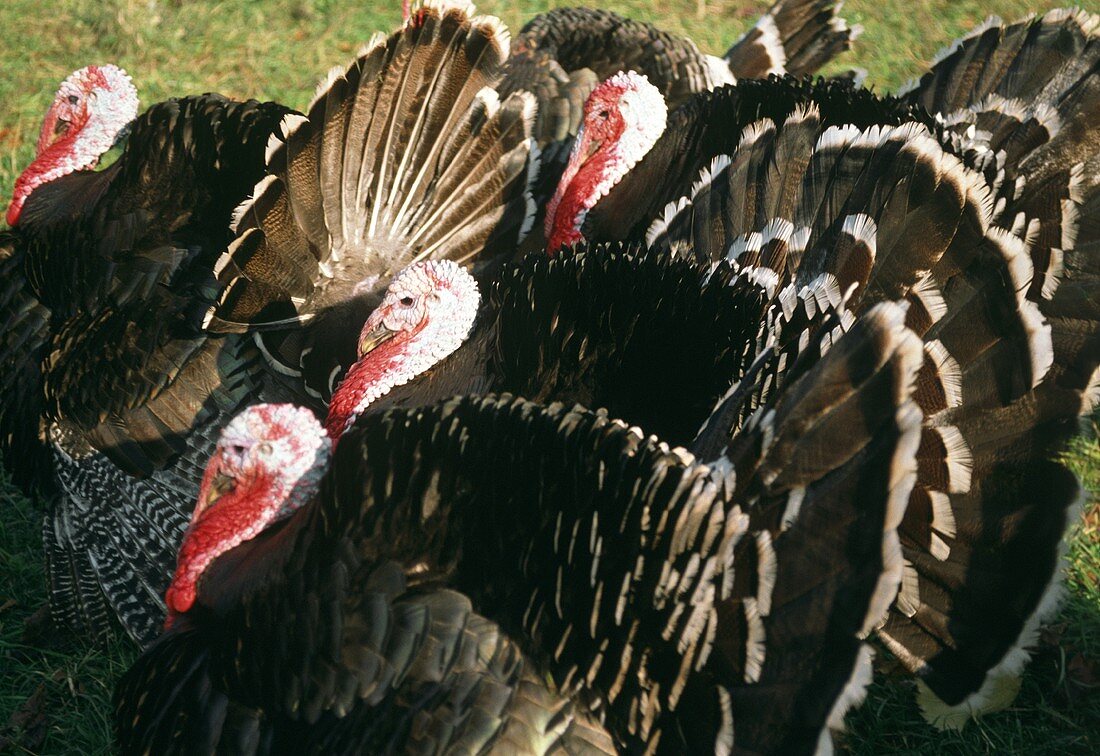 Turkeys on the Lawn