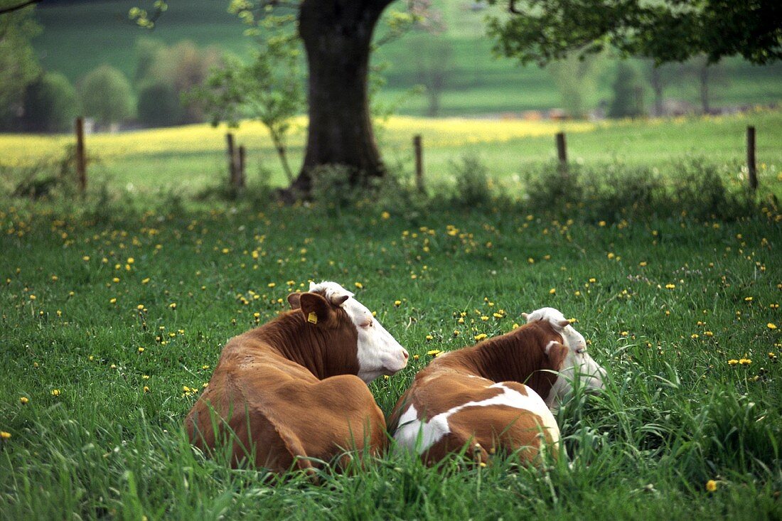 Zwei Braun-weiß gefleckte Kühe