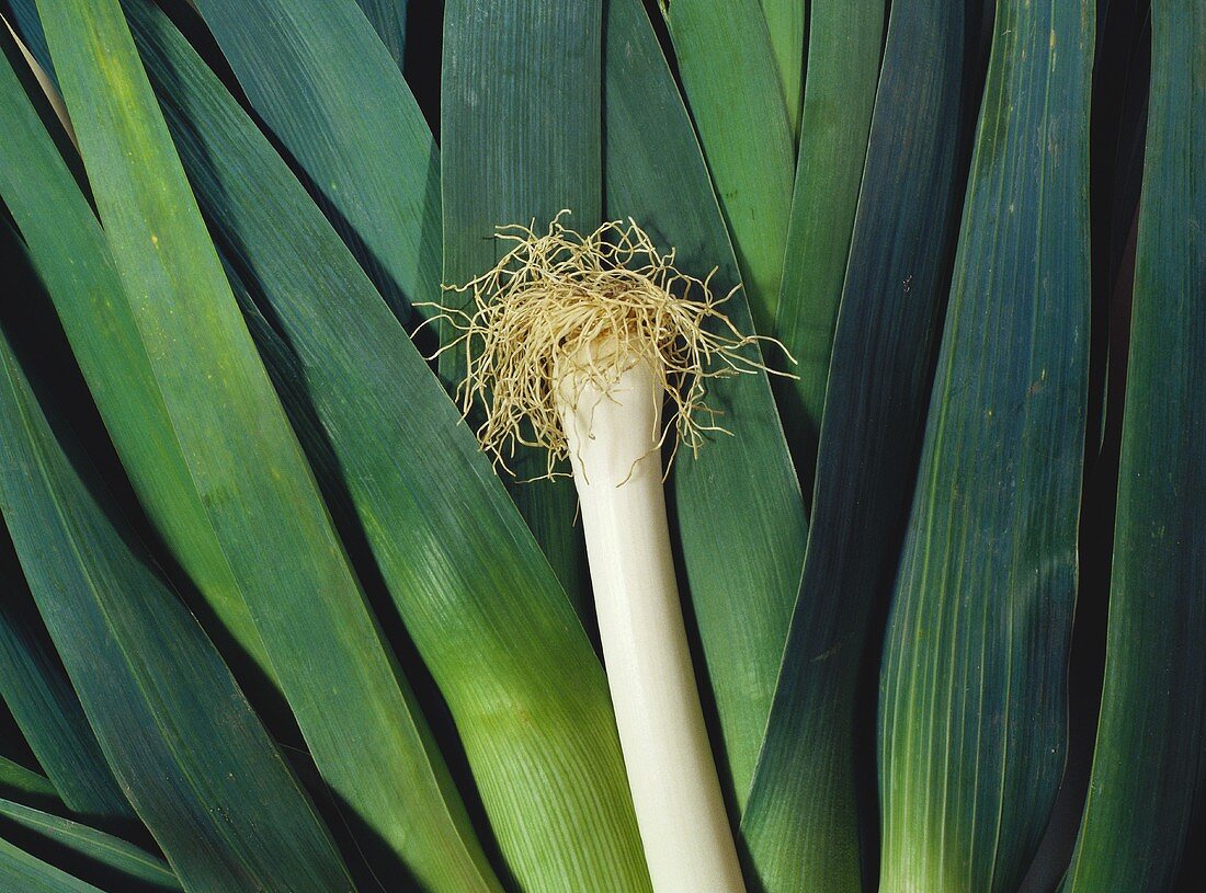 A leek on leek leaves