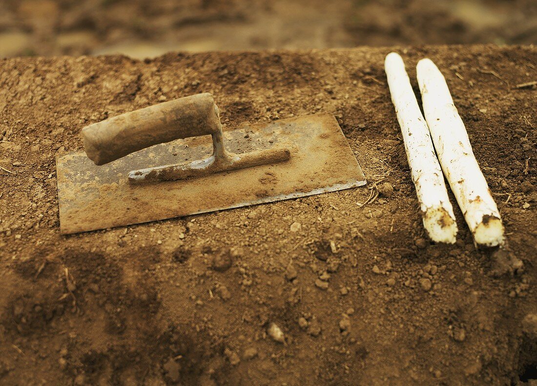 Two spears of white asparagus with trowel on a ridge of soil