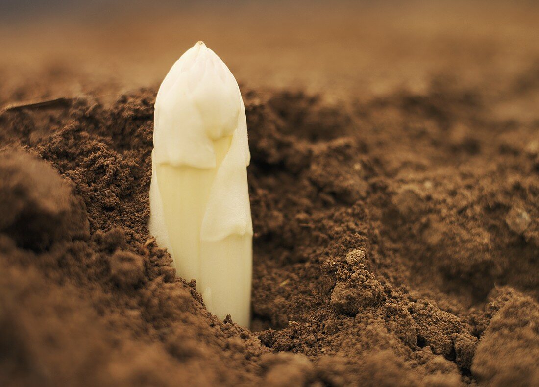 An asparagus tip poking through the soil (close-up)