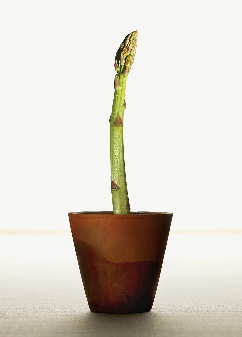 A spear of green asparagus in a flowerpot