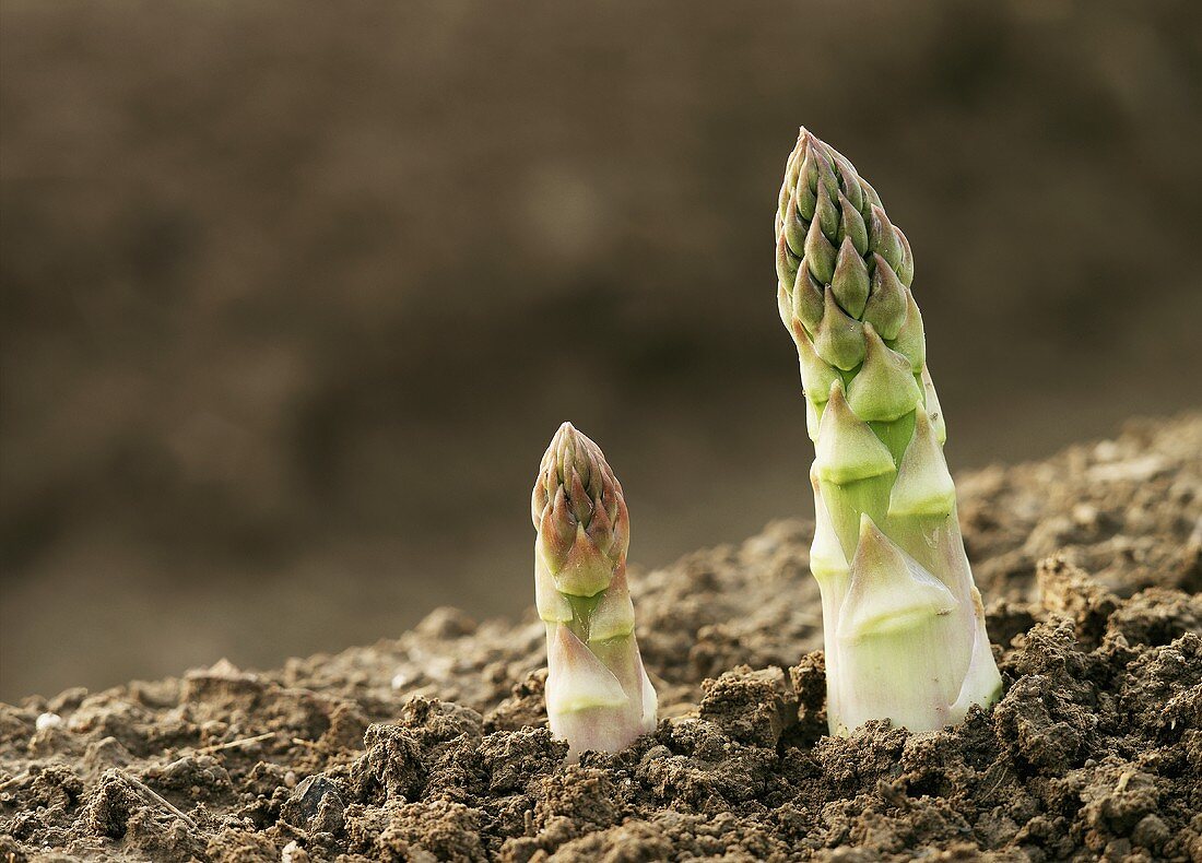 Two green asparagus tips (close-up)