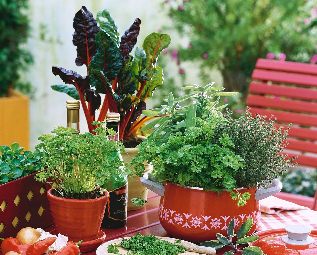 Herbs in pots on red table