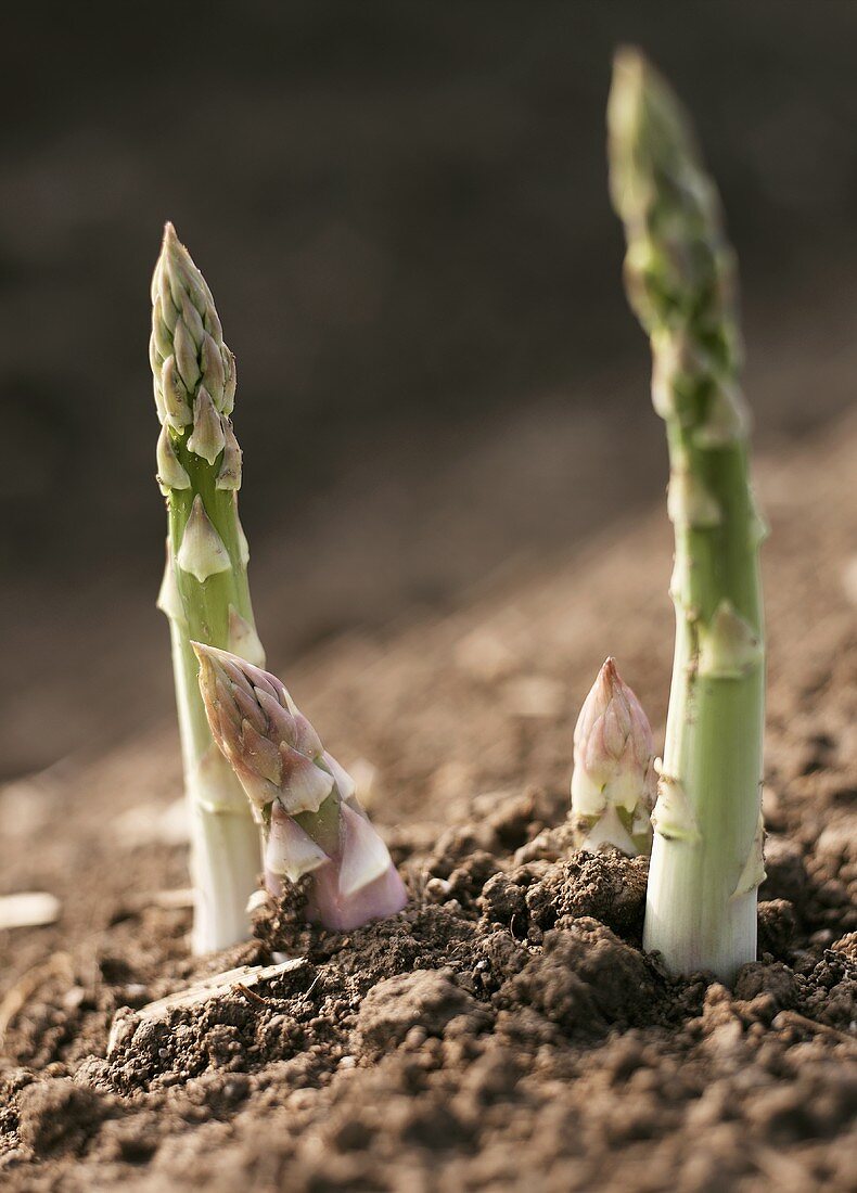 Two tips and two spears of green asparagus (close-up)