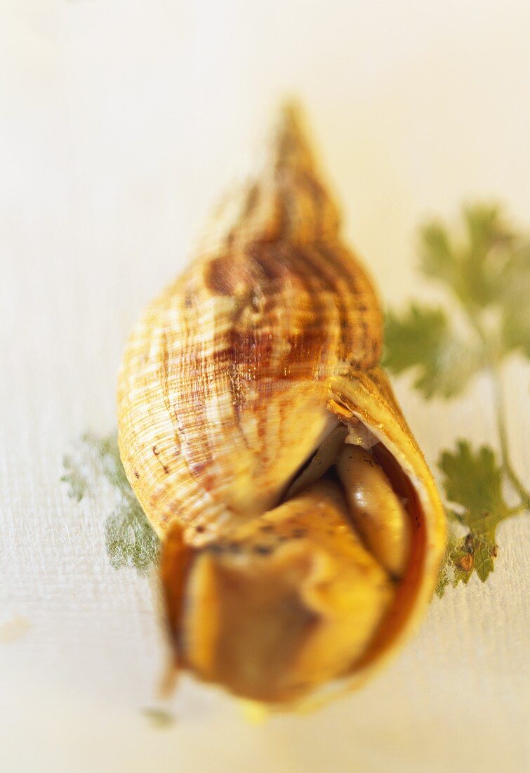 Wellhornschnecke