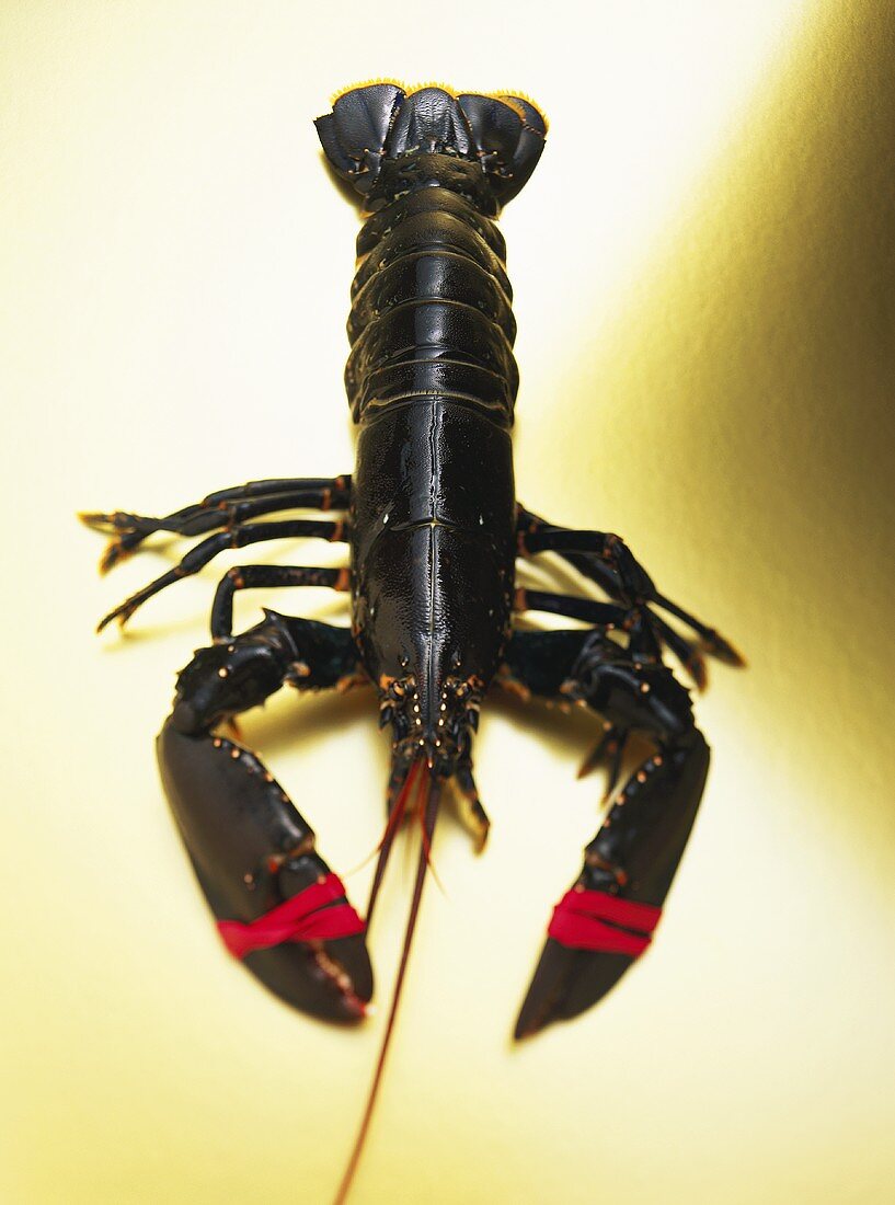 Fresh lobster with its claws tied 