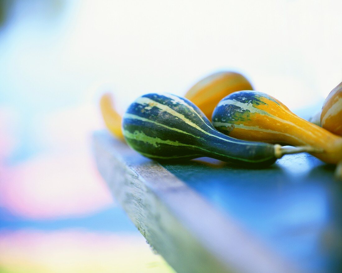 Bottle gourds on table top