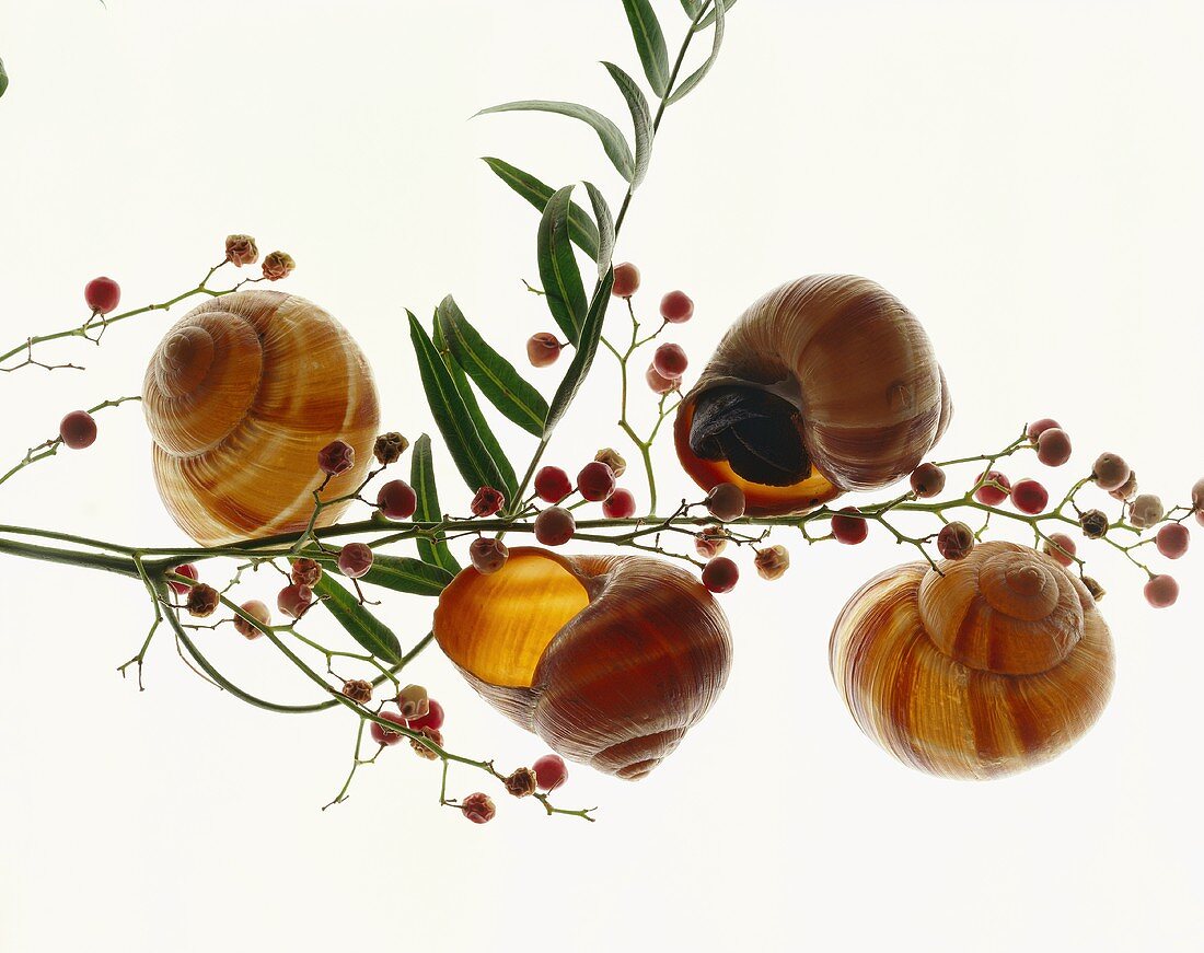 Snails and pink peppercorns