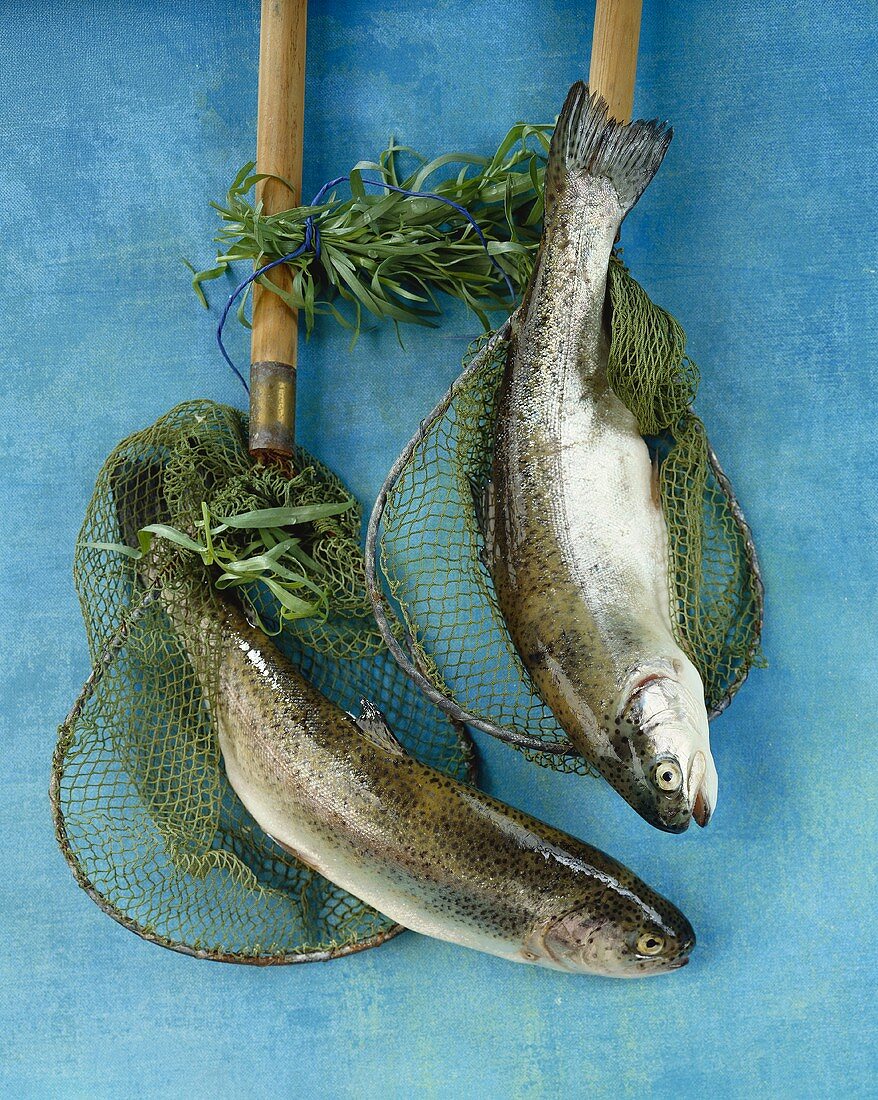 Two fresh trout in fishing nets 