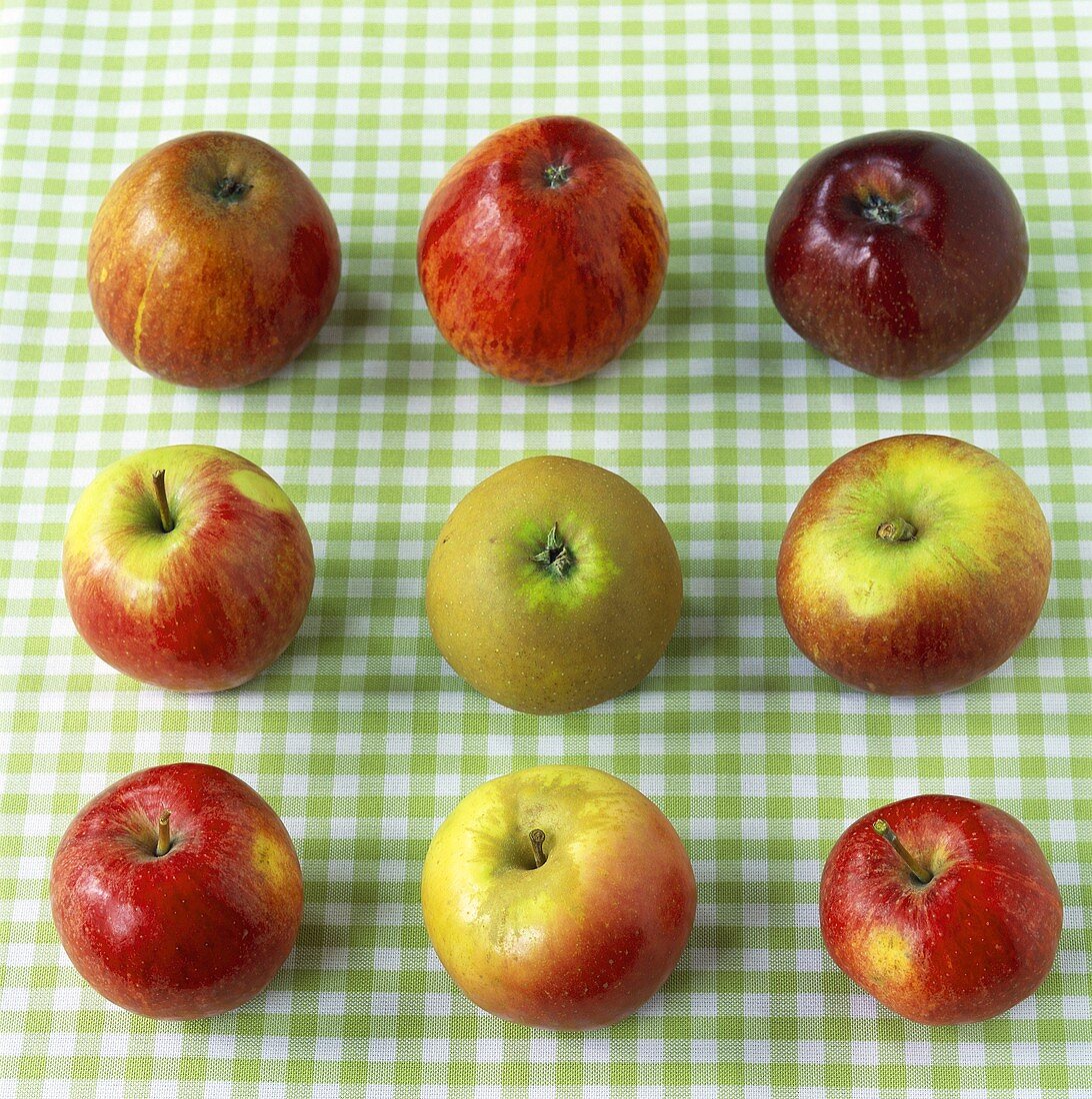 Neun verschiedene Äpfel auf kariertem Tuch