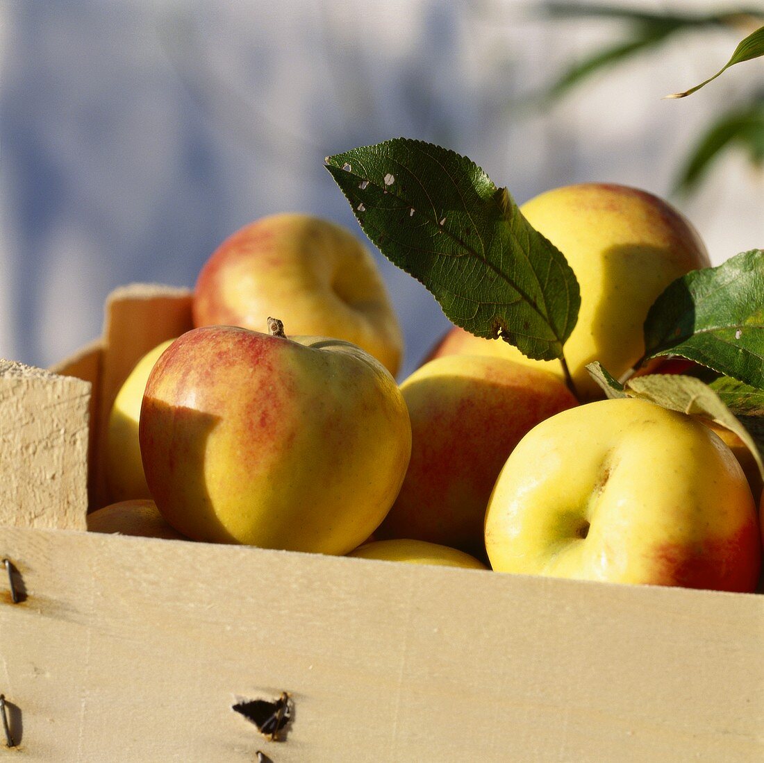 Fresh apples in a crate