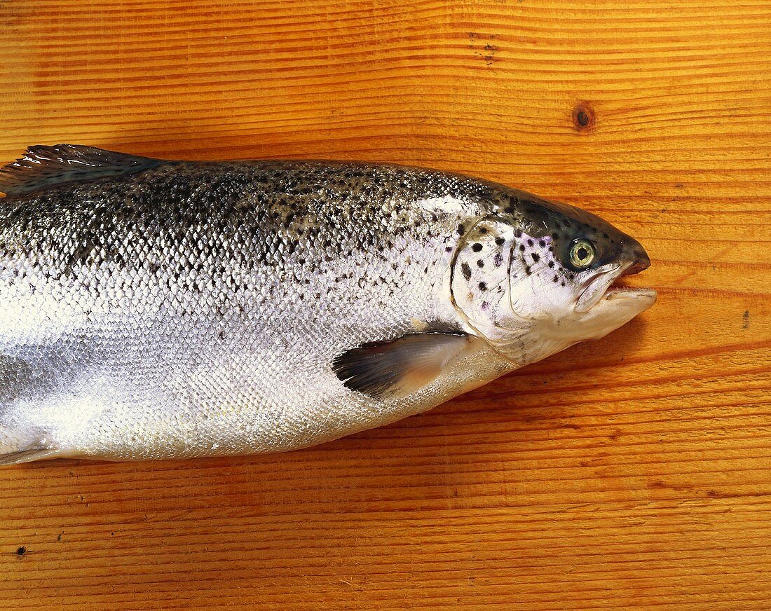 Frischer Lachs auf Holzuntergrund