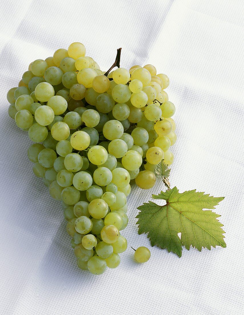 Grüne Trauben (Vitis vinifera) mit Blatt