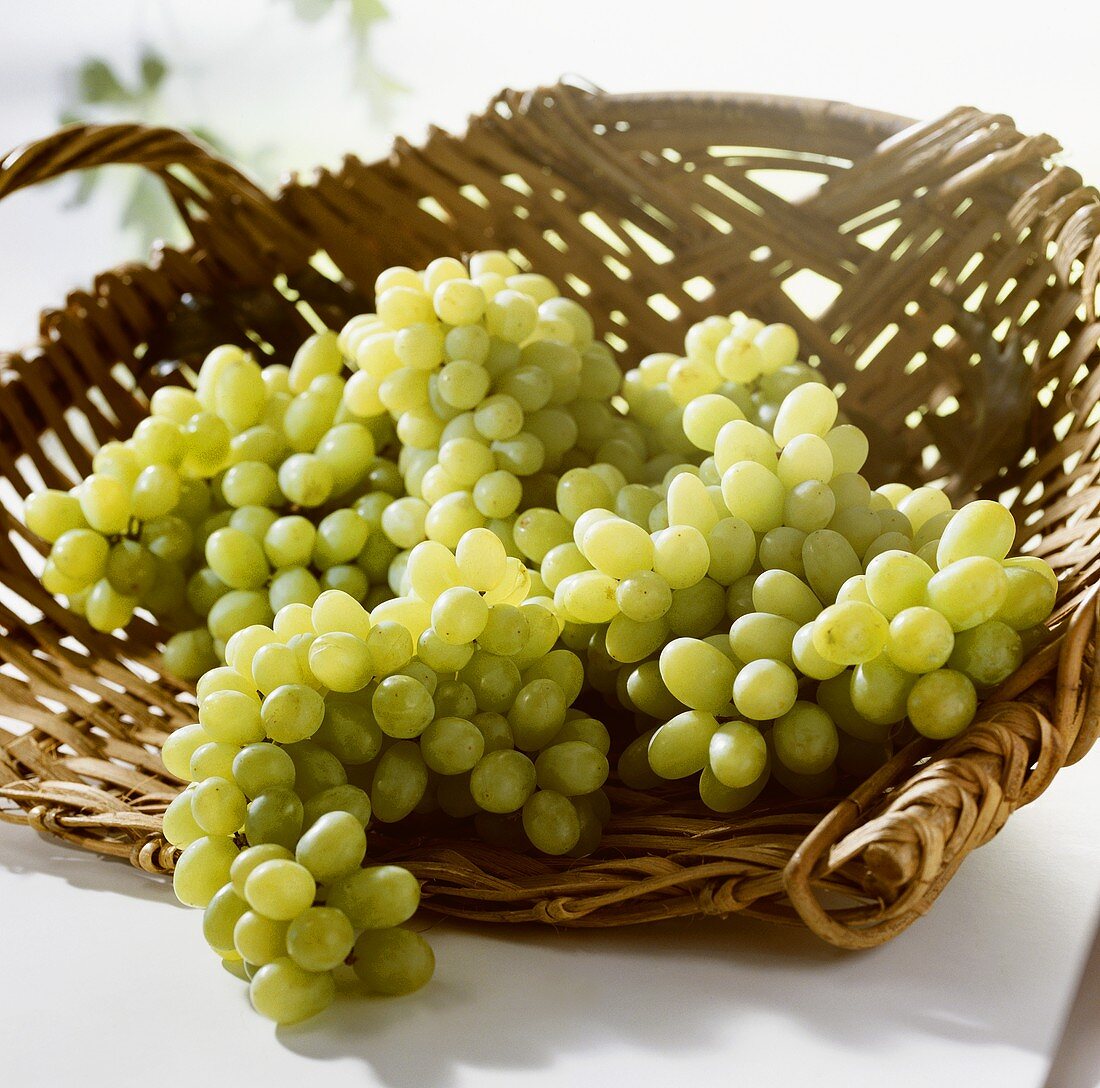 White grapes, variety: Thompson Seedless, S. Africa