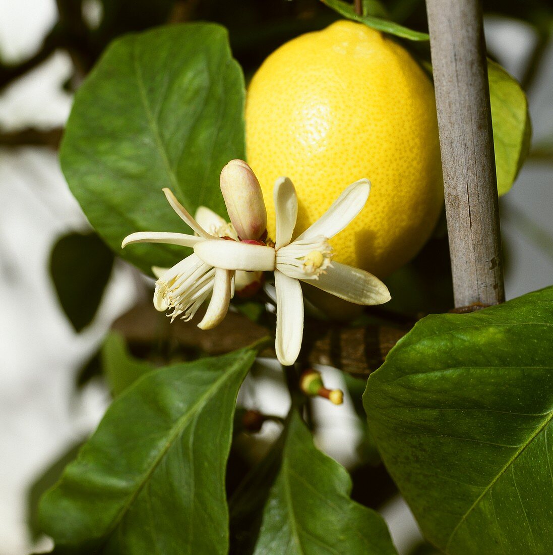 Zitronen mit Blüten am Baum (Citrus limon)