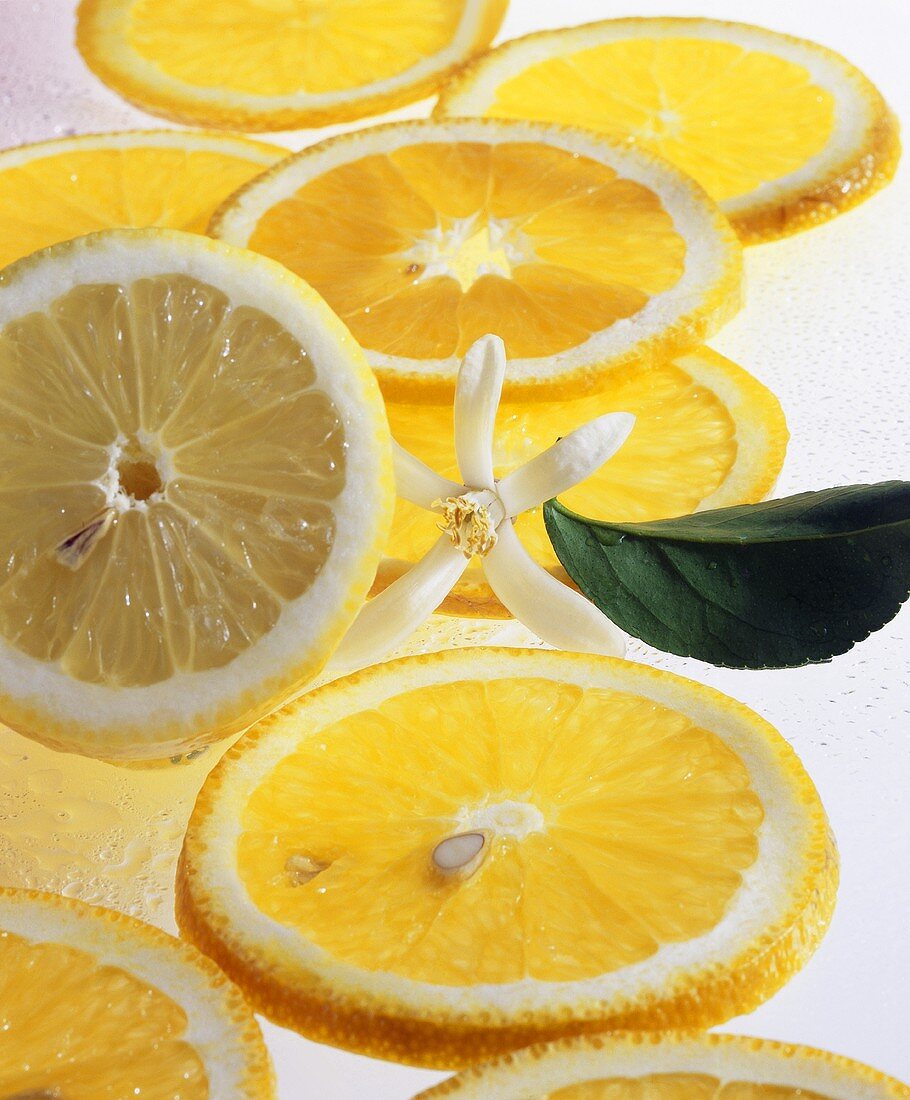 Slices of citrus fruits with flower – still life