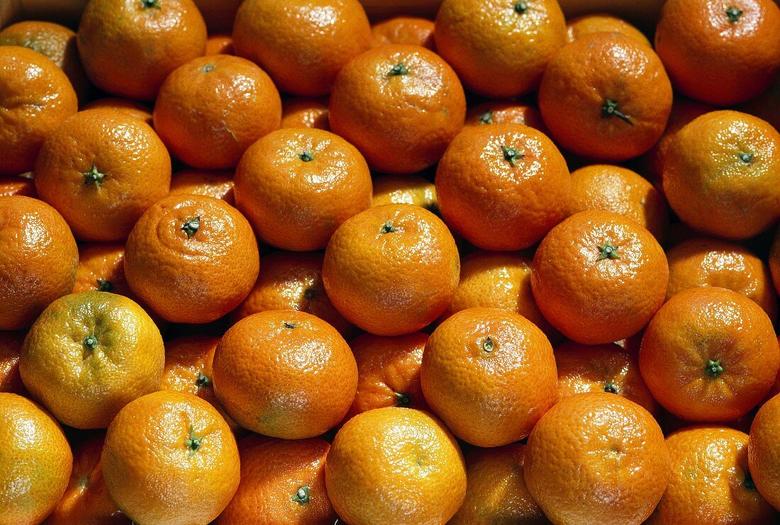Clementine Late; cross: mandarin & bitter orange (Spain)