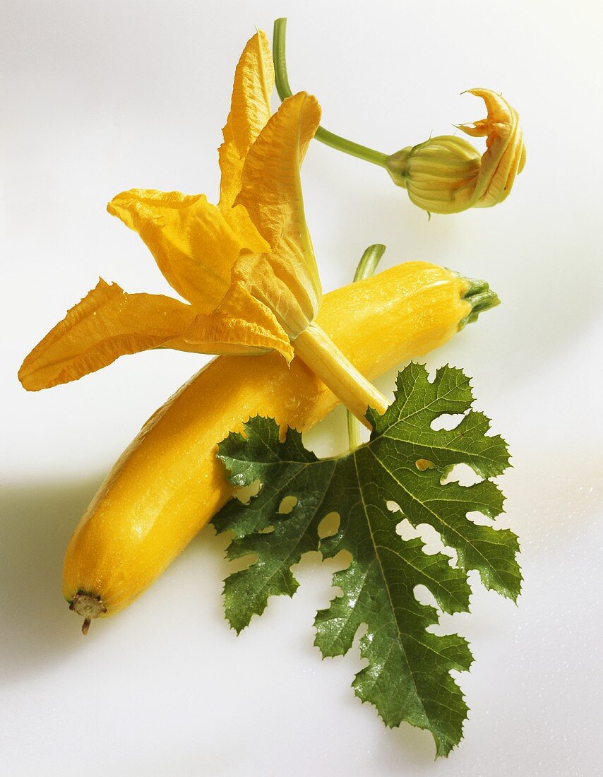 Gelbe Zucchini mit Blüten und Blatt