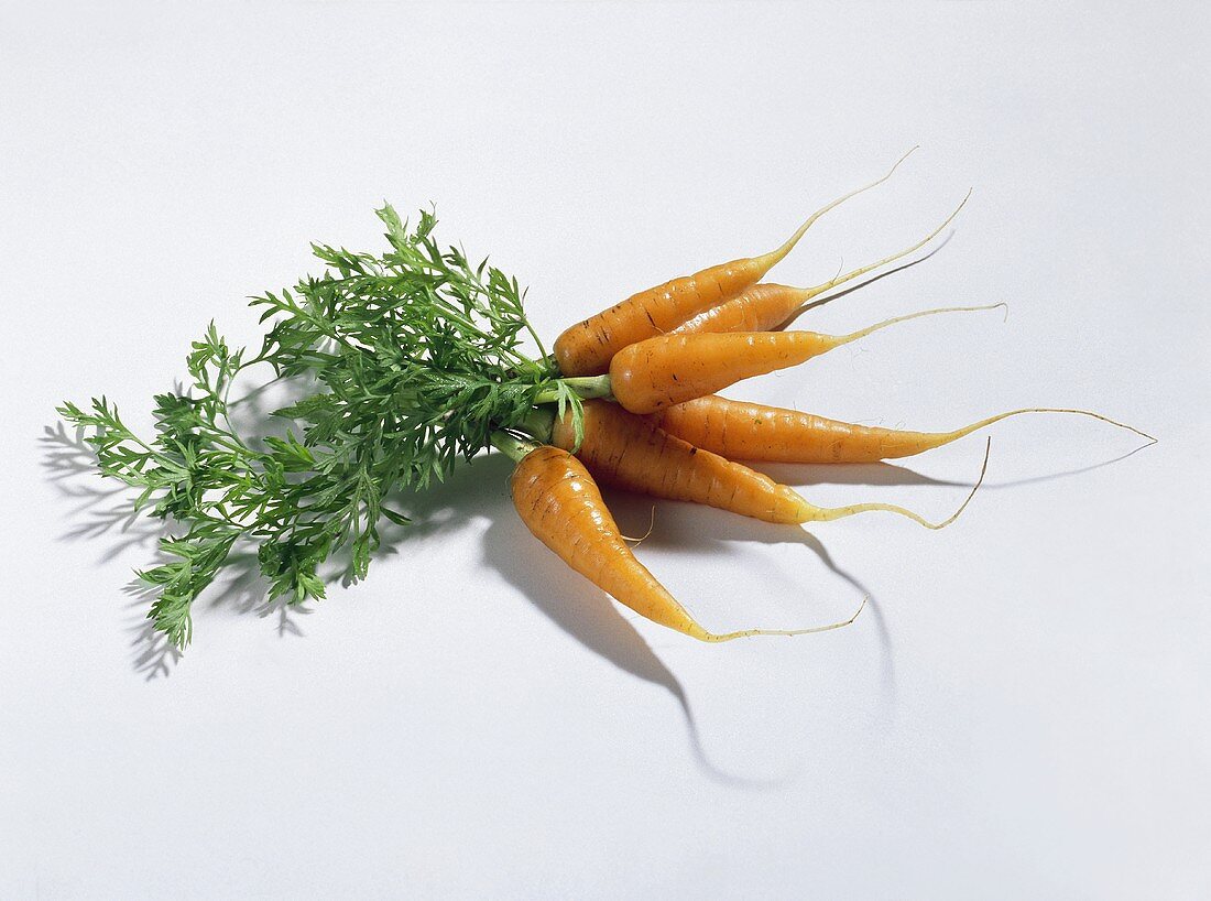Carrots (Daucus carota ssp. sativus), in a bunch