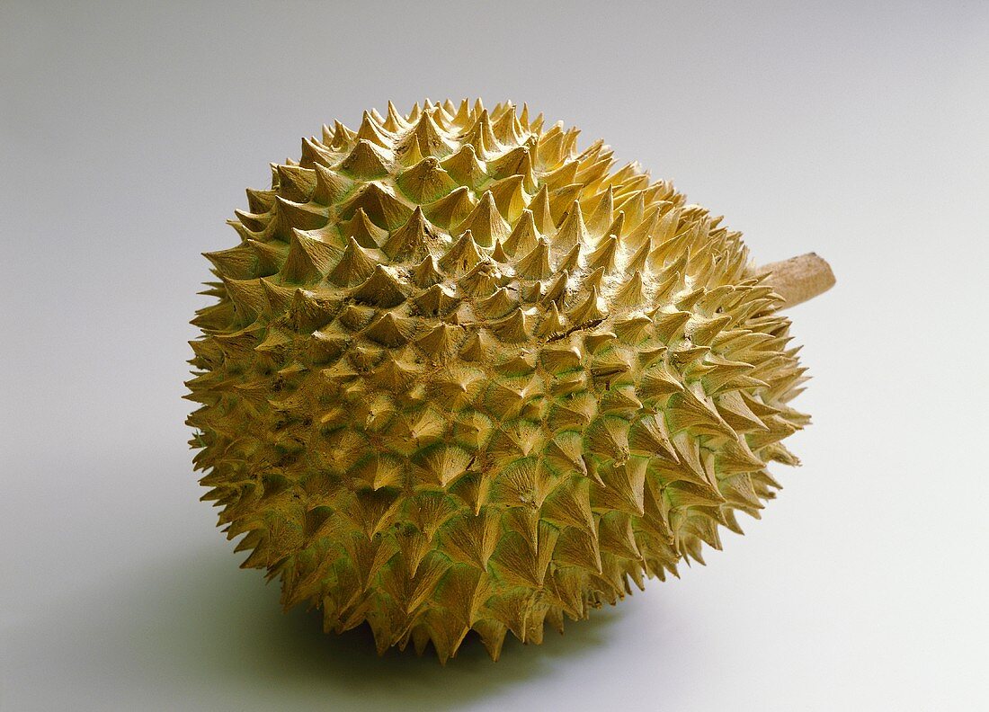 Whole durian (Durio zibethinus)