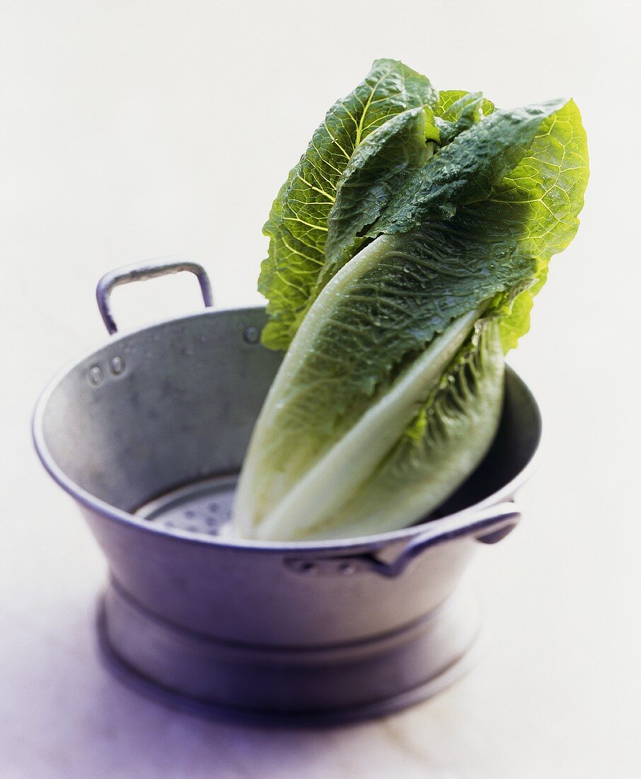 Romaine lettuce (Lactuca sativa var. longifolia) in colander