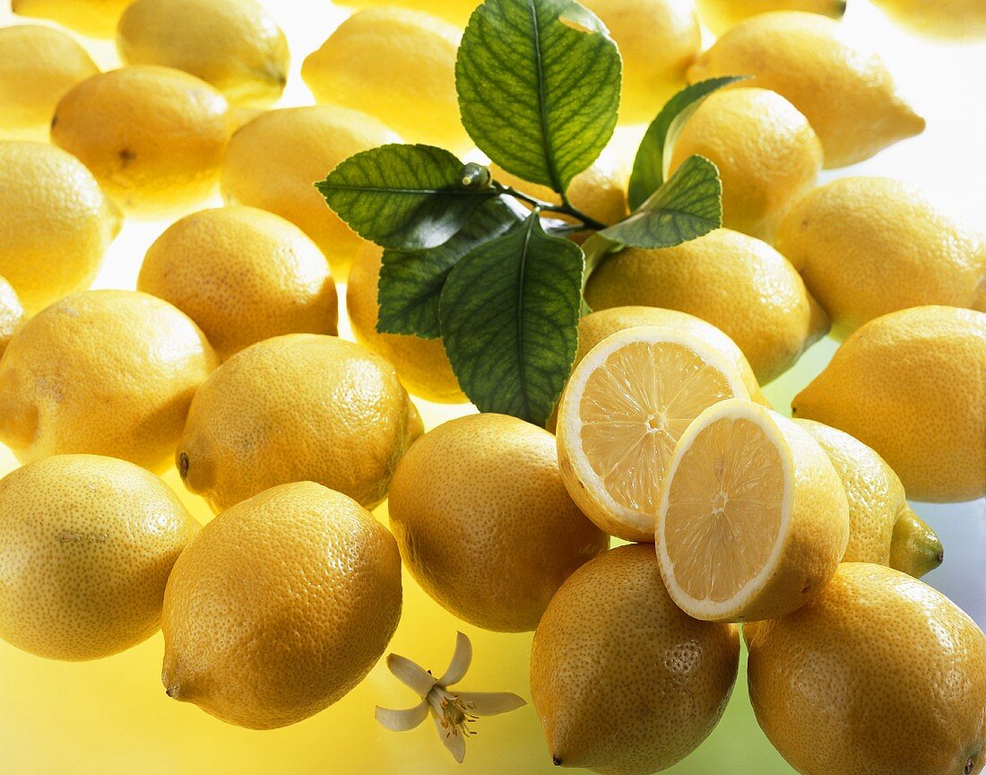 Zitronen (Citrus limon) mit Blüte und Blättern
