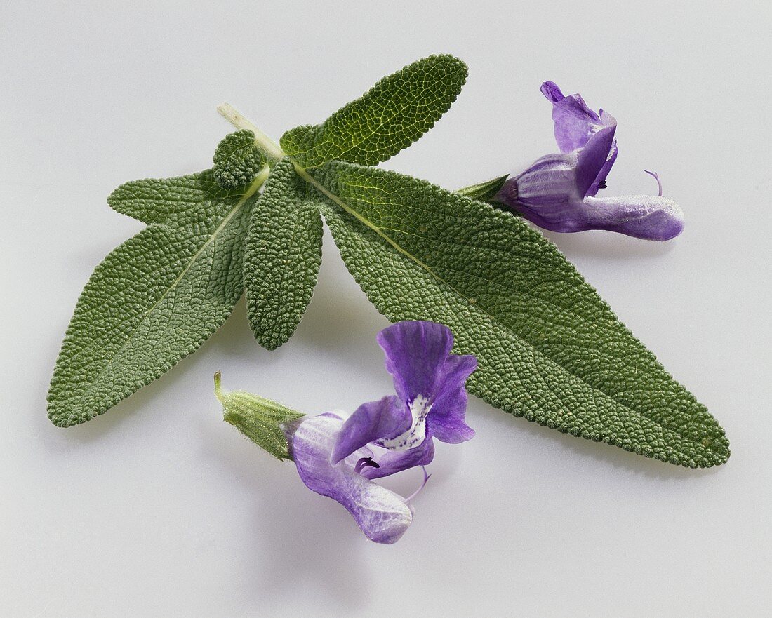 Griechischer Salbei (Salvia triloba) mit Blüten