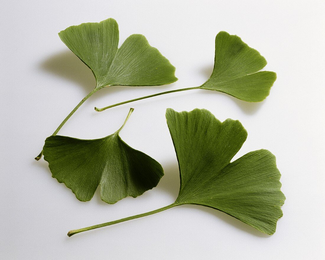 Ginkgo leaves (Ginkgo biloba)