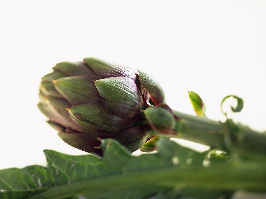 Artichoke (Cynara scolymus)